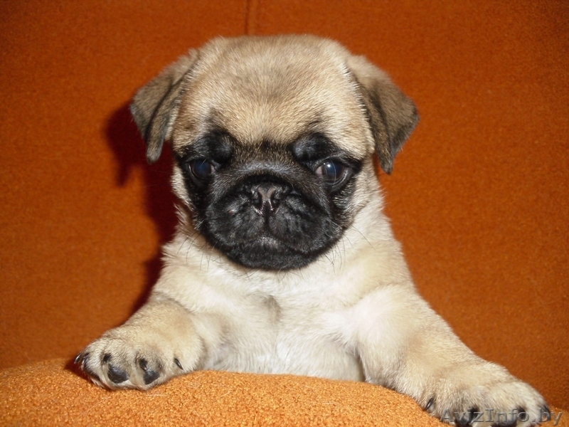 Очаровательные щенки мопса - Изображение #2, Объявление #554653