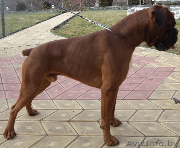 Щенки немецкого боксера питомник от чемпионов - Изображение #2, Объявление #557054