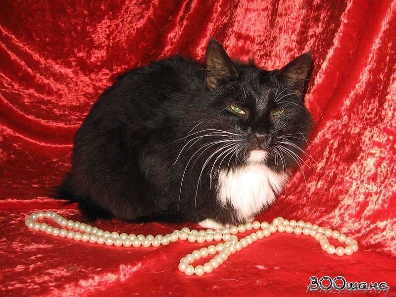 МУРЛЕ - черно-белая кошка - Изображение #2, Объявление #537487