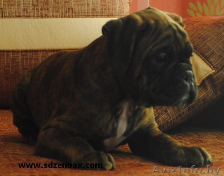 Щенки немецкого боксера питомник от чемпионов - Изображение #4, Объявление #557054