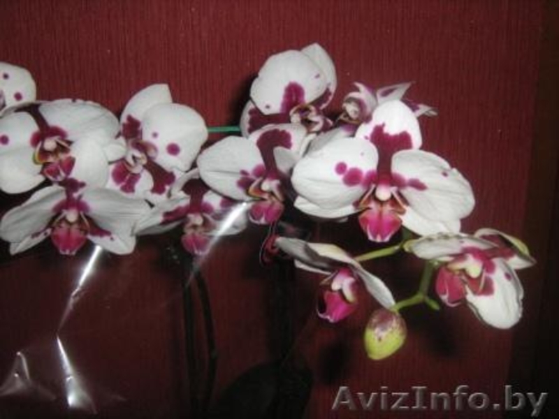 Орхидея фаленопсис дендробиум ванда - Изображение #3, Объявление #541466