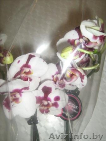 Орхидея фаленопсис дендробиум ванда - Изображение #5, Объявление #541466