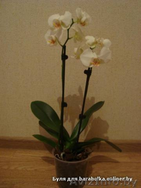 Орхидея фаленопсис дендробиум ванда - Изображение #6, Объявление #541466