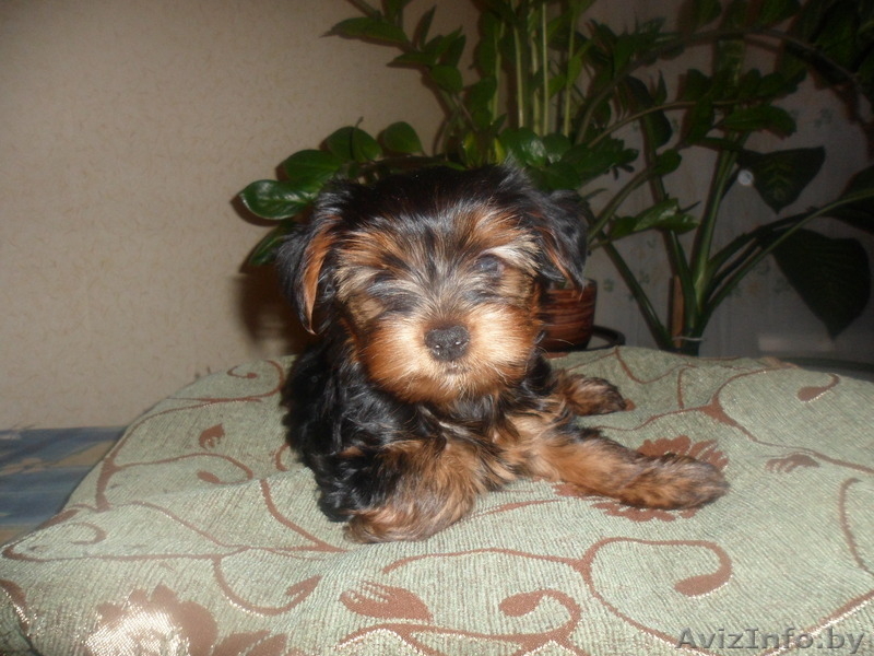 Продается щенок екширского терьера (мальчик) - Изображение #2, Объявление #545847