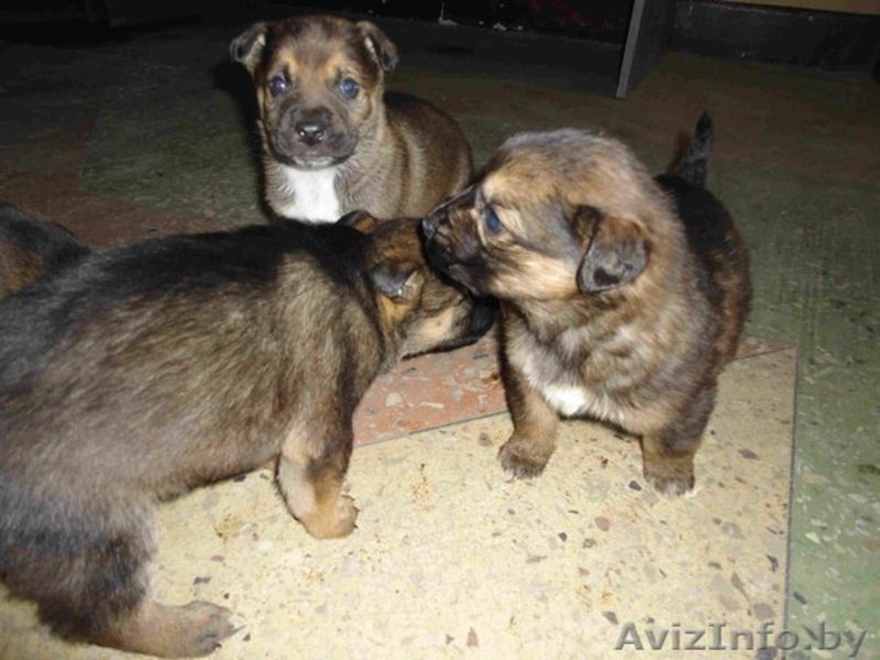 Чудные щенули в добрые руки! - Изображение #1, Объявление #548827