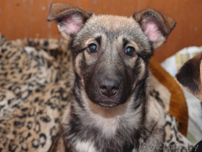 щенок 5 месяцев - Изображение #1, Объявление #532830