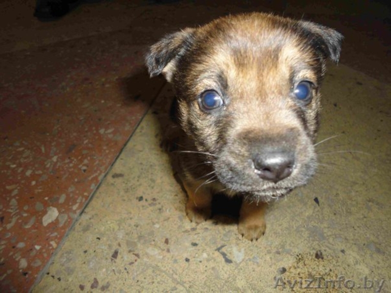 Чудные щенули в добрые руки! - Изображение #2, Объявление #548827