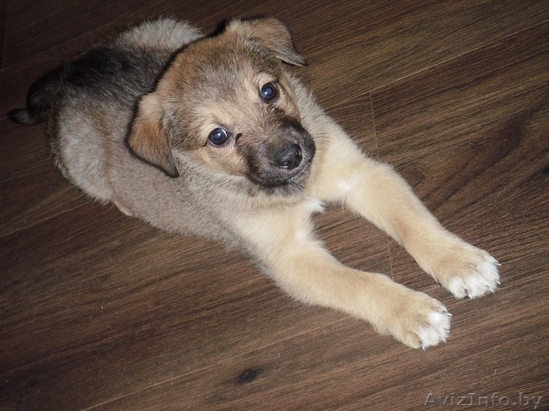 Самая лучшая девочка в дар! - Изображение #2, Объявление #596656