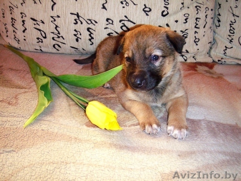 Самая лучшая девочка в дар! - Изображение #4, Объявление #596656