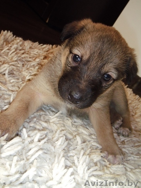 Самая лучшая девочка в дар! - Изображение #3, Объявление #596656