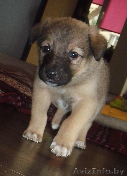 Самая лучшая девочка в дар! - Изображение #1, Объявление #596656