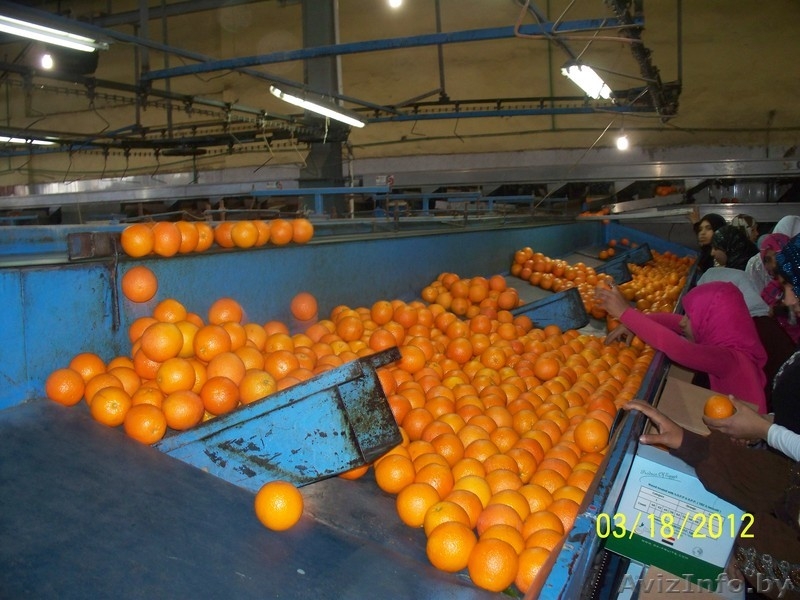 Прямые поставки цитрусовых из Египта - Изображение #3, Объявление #599304