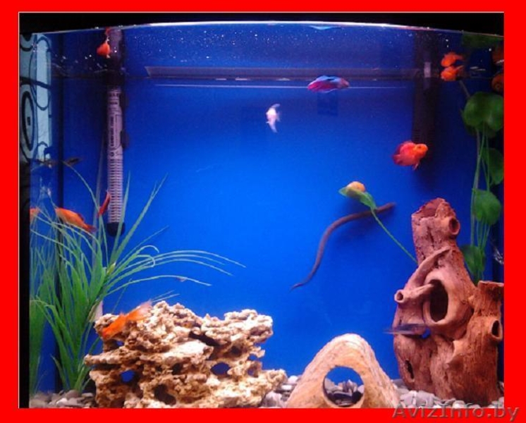 Аквариум 100л Панорама - Изображение #1, Объявление #580612