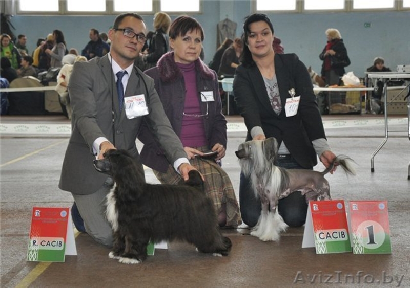 Китайской хохлатой ИнтерЧемпион приглашает подруг на вязку - Изображение #5, Объявление #512109