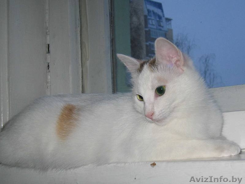 Белый котенок (10 мес.) с полосатым хвостом - кошка Василиса в дар - Изображение #3, Объявление #526679