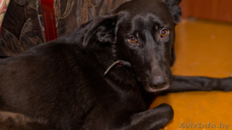 Альма-метис черной овчарки! - Изображение #3, Объявление #575848