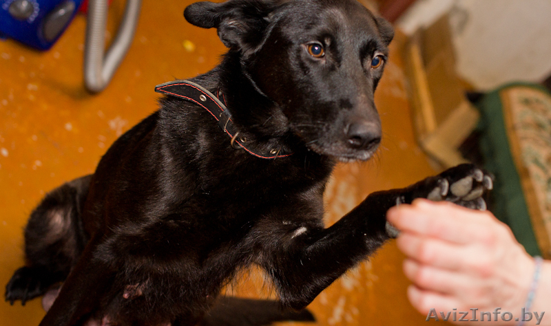 Альма-метис черной овчарки! - Изображение #2, Объявление #575848