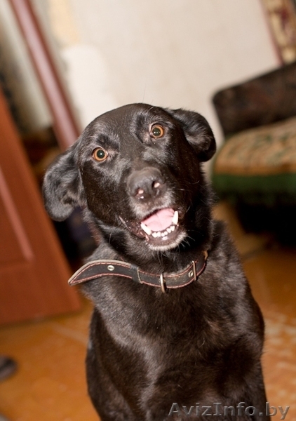 Альма-метис черной овчарки! - Изображение #1, Объявление #575848