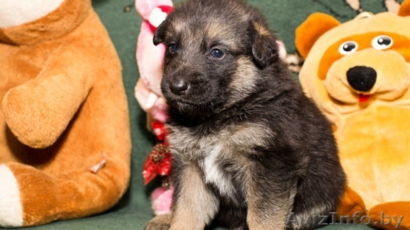 Налетай! Маленькие чуды! БЕСПЛАТНО! - Изображение #7, Объявление #567674