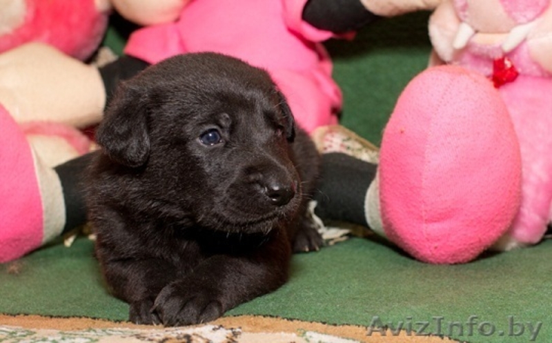 Налетай! Маленькие чуды! БЕСПЛАТНО! - Изображение #8, Объявление #567674