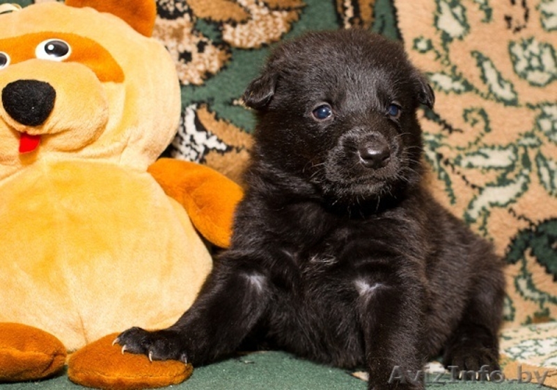 Налетай! Маленькие чуды! БЕСПЛАТНО! - Изображение #2, Объявление #567674