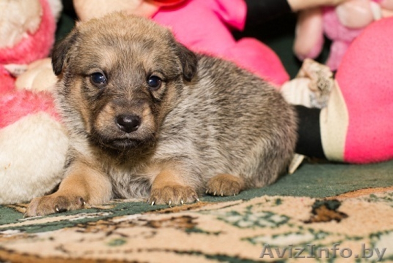 Налетай! Маленькие чуды! БЕСПЛАТНО! - Изображение #4, Объявление #567674