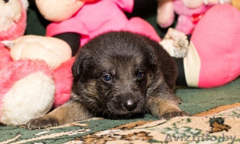 Налетай! Маленькие чуды! БЕСПЛАТНО! - Изображение #5, Объявление #567674