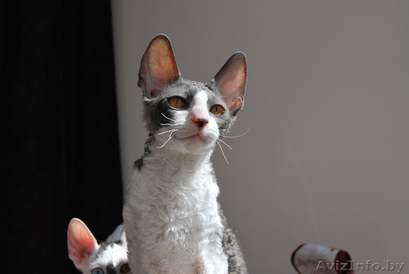Корниш-Рекс элитные котята - Изображение #2, Объявление #596510