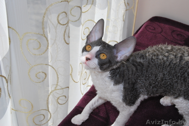 Корниш-Рекс элитные котята - Изображение #1, Объявление #596510