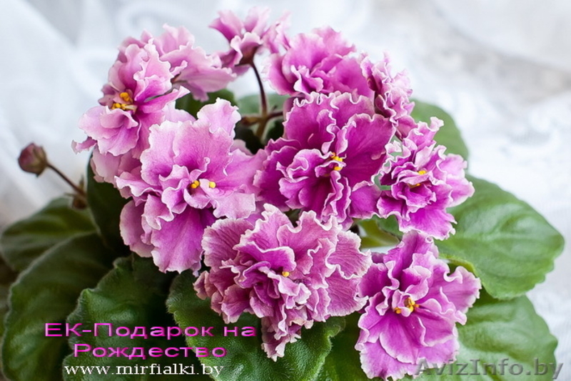 Сортовые фиалки, более 300 сортов! - Изображение #3, Объявление #574506