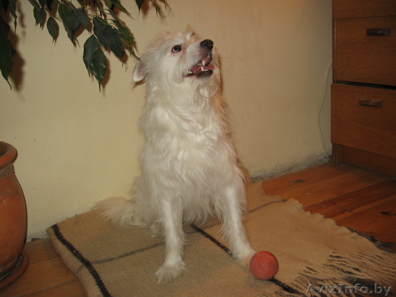 Маленький Бим (в хорошие руки) - Изображение #2, Объявление #583097