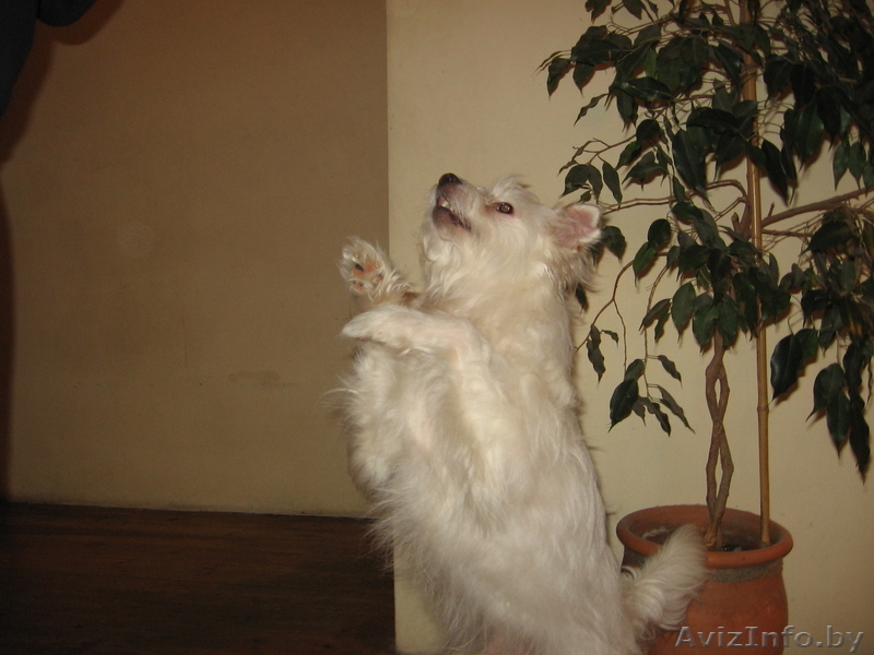 Маленький Бим (в хорошие руки) - Изображение #4, Объявление #583097