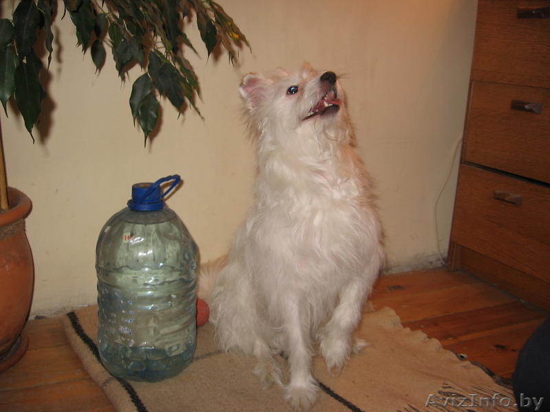 Маленький Бим (в хорошие руки) - Изображение #5, Объявление #583097