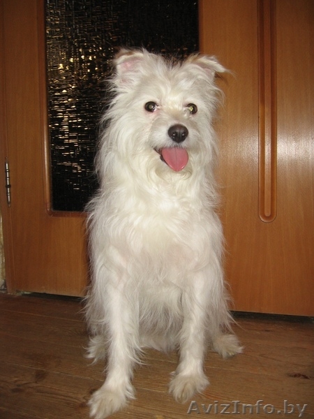 Маленький Бим (в хорошие руки) - Изображение #7, Объявление #583097