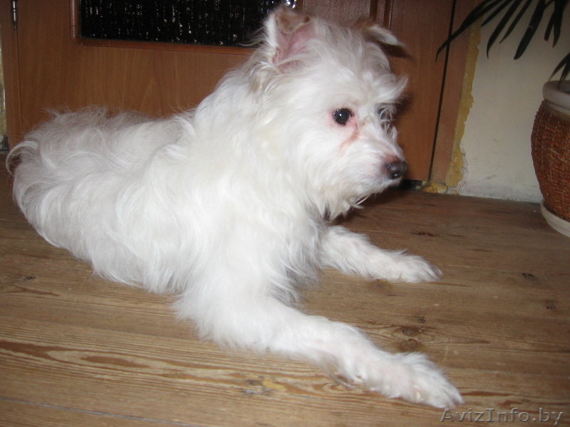 Маленький Бим (в хорошие руки) - Изображение #6, Объявление #583097