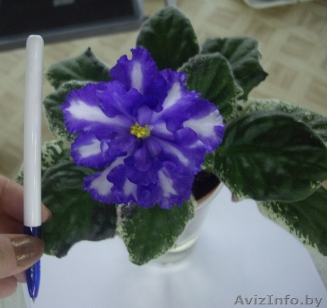 Сортовые фиалки, более 300 сортов! - Изображение #4, Объявление #574506