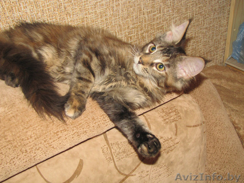 Котята канадского сфинкса,мейн-куна,американского кёрла. - Изображение #4, Объявление #595598