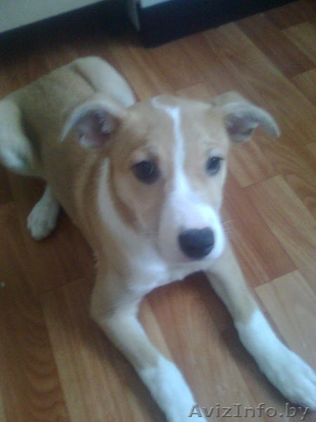 В добрые руки щенок - Изображение #2, Объявление #572176