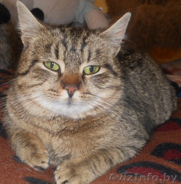 Лесная красавица в дар! - Изображение #1, Объявление #575852