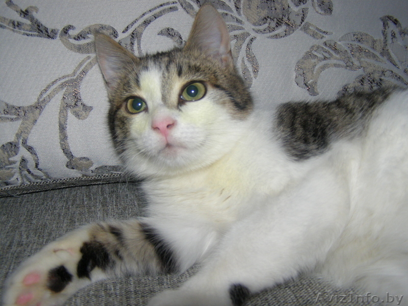 igubich@yandex.ru - Изображение #2, Объявление #601612