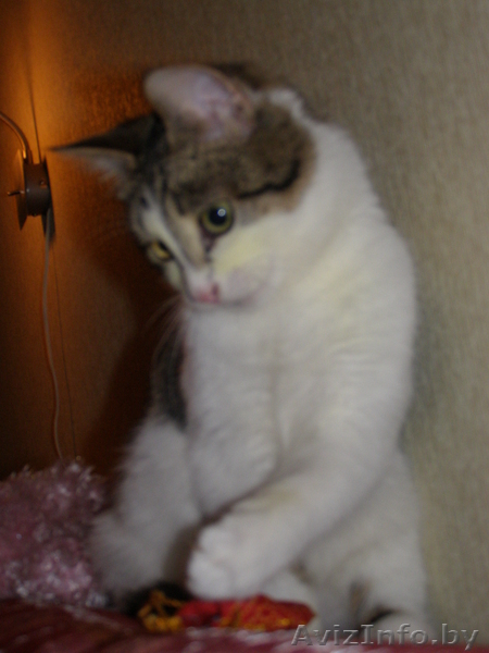 igubich@yandex.ru - Изображение #1, Объявление #601612