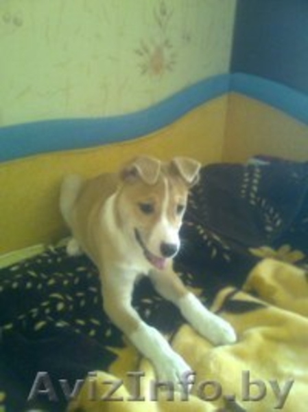 В добрые руки щенок - Изображение #3, Объявление #572176