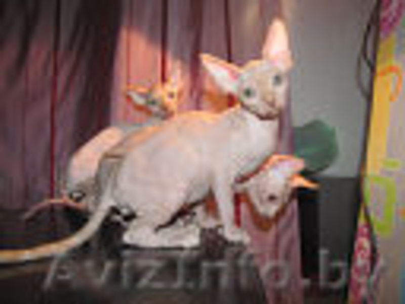 Котята канадского сфинкса,мейн-куна,американского кёрла. - Изображение #1, Объявление #595598