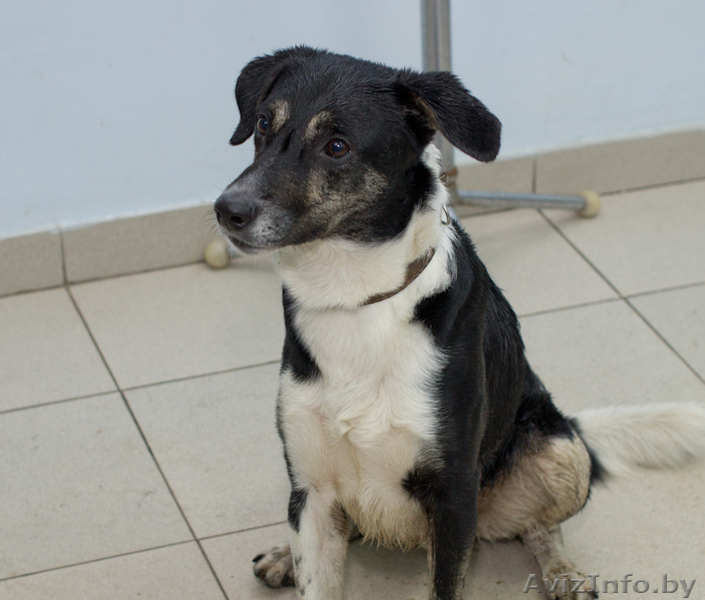 Тимочка—очень симпатичный и милый песик - Изображение #3, Объявление #575851