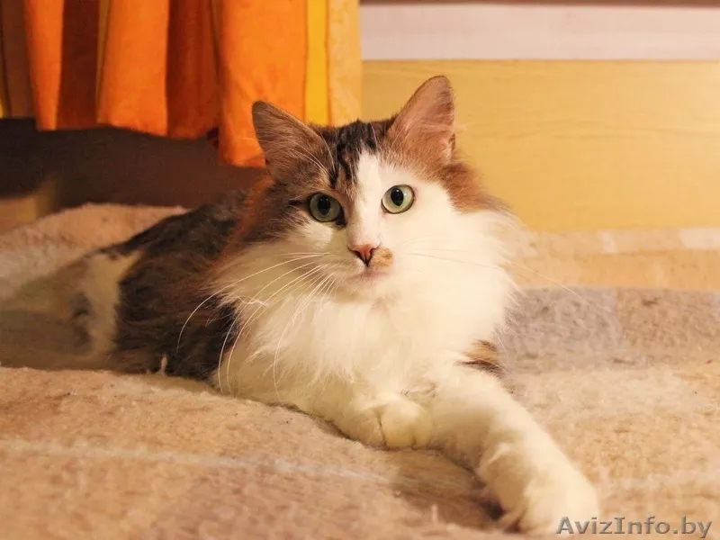 Кошка Варежка в дар! - Изображение #2, Объявление #576449