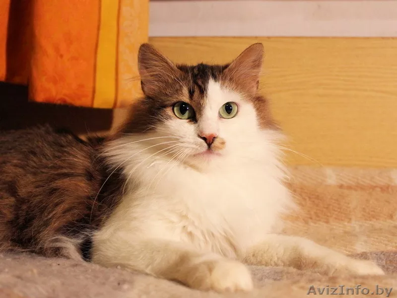 Кошка Варежка в дар! - Изображение #1, Объявление #576449