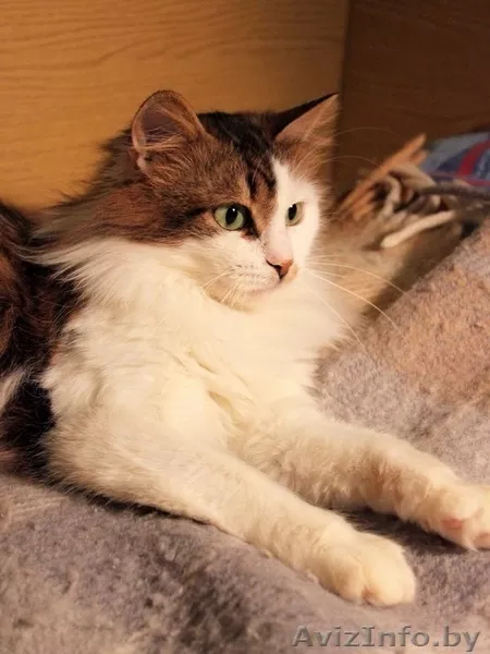 Кошка Варежка в дар! - Изображение #4, Объявление #576449