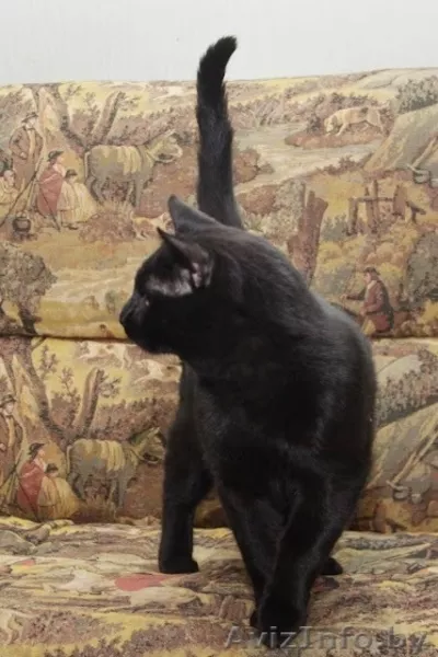 Раскошный Заур, в дар! - Изображение #1, Объявление #591397