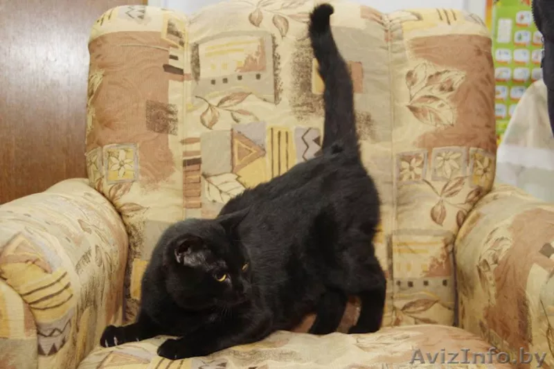 Раскошный Заур, в дар! - Изображение #2, Объявление #591397