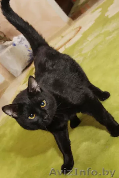 Раскошный Заур, в дар! - Изображение #3, Объявление #591397